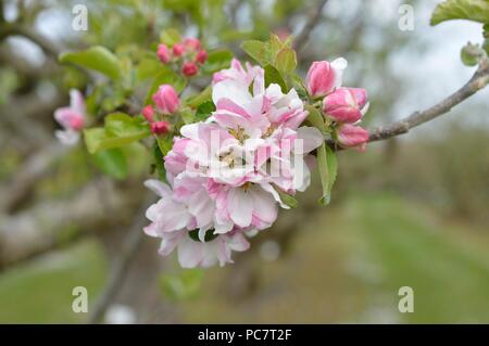 Apple Hector Macdonald Foto Stock