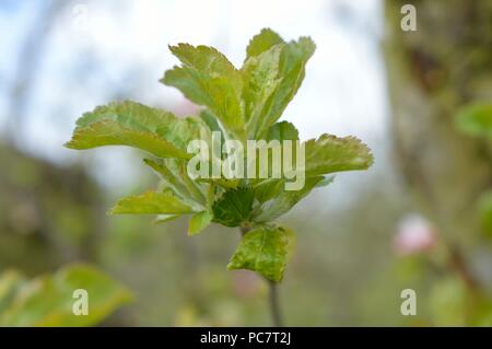 Apple Hector Macdonald Foto Stock