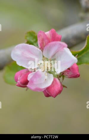 Apple Hector Macdonald Foto Stock