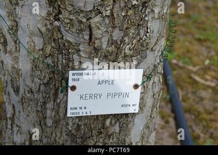 Apple kerry Pippin Foto Stock