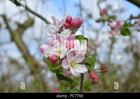 Apple kerry Pippin Foto Stock