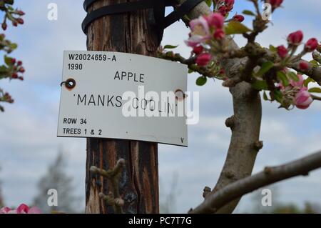 Apple Codin Manks Foto Stock