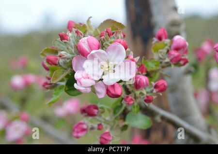 Apple Codin Manks Foto Stock