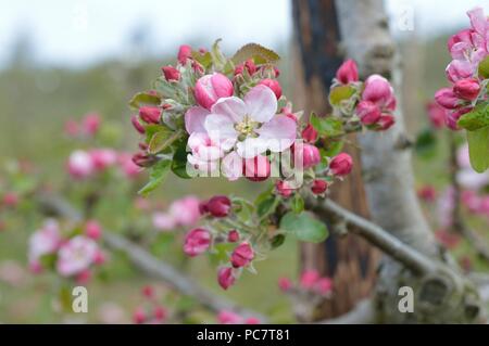 Apple Codin Manks Foto Stock