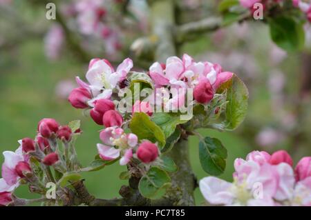 Apple Codin Manks Foto Stock