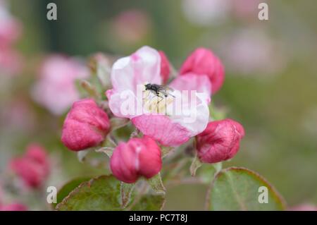 Apple Codin Manks Foto Stock