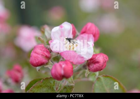 Apple Codin Manks Foto Stock