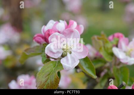 Apple Codin Manks Foto Stock