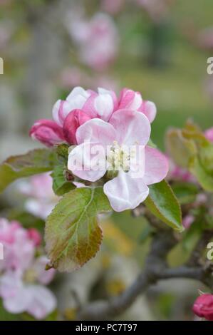 Apple Codin Manks Foto Stock