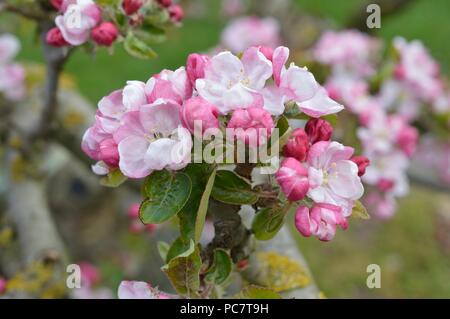 Apple Codin Manks Foto Stock