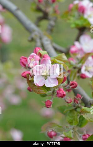 Apple Codin Manks Foto Stock