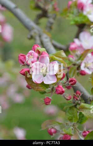 Apple Codin Manks Foto Stock