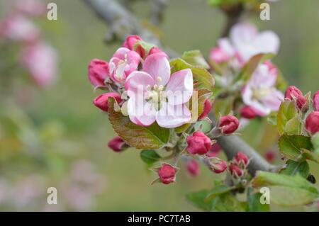 Apple Codin Manks Foto Stock