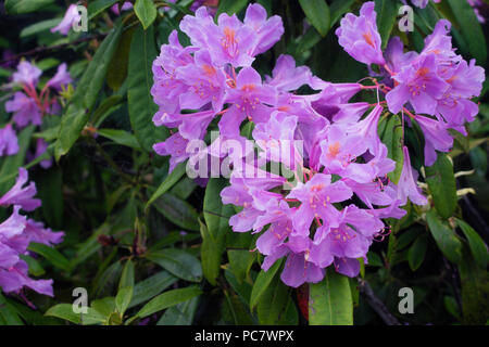 Vista su Montagna di rose (Rhododendron ponticum) l'immagine è catturata nel monte chiamato Sis di Trabzon città situata nella regione del Mar Nero in Turchia. Foto Stock