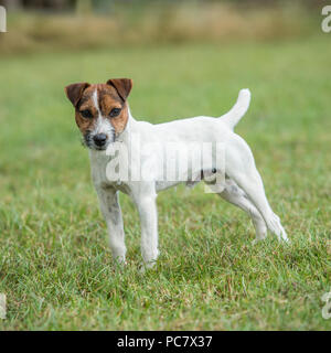 Jack Russell Terrier dog Foto Stock
