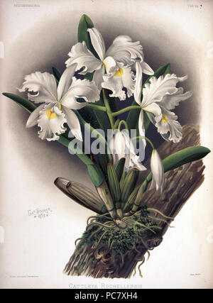 220 Federico Sander - Reichenbachia II piastra 85 (1890) - Cattleya rochellensis Foto Stock