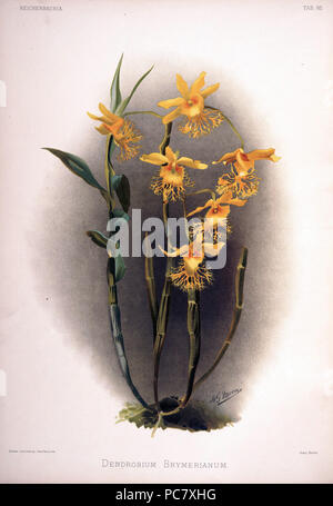 220 Federico Sander - Reichenbachia II piastra 92 (1890) - Dendrobium brymerianum Foto Stock