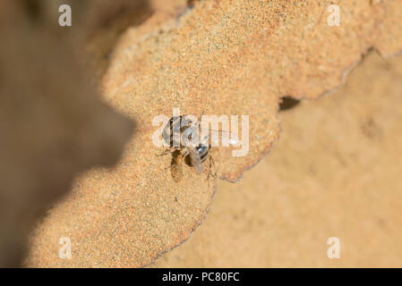 Un Colletes bee cercando di entrare in una già occupata nest foro Foto Stock