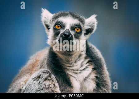 Lemuri sono un clade di primati strepsirrhine endemico dell'isola di Madagascar. Il lemure parola deriva dalla parola lemures (fantasmi o spiriti) Foto Stock