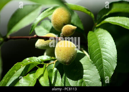 Acerbi verde frutta pesche che cresce su un albero di pesco ramo Foto Stock