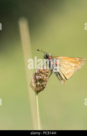 Grande Skipper (Ochlodes sylvanus) con infestazione da acaro rosso Foto Stock