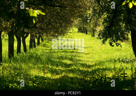 Ciliegie acide fresche nel recipiente Foto Stock