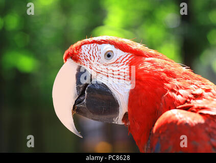 Close up. testa, macaw parrot su sfondo sfocato Foto Stock