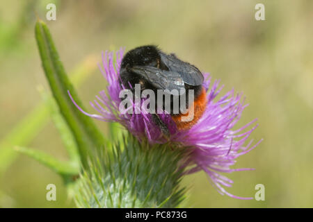bumblebee dalla coda rossa (Bombus lapidaries) su un cardo viola, Inghilterra, Regno Unito Foto Stock