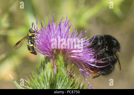 Un hoverfly e red-tailed bumblebee la raccolta di nettare da un thistle nel Surrey, Regno Unito Foto Stock