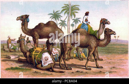 109 Cameltypes1 Foto Stock