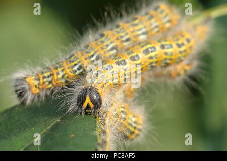 In prossimità della punta Buff moth bruchi, Phalera bucephala, di alimentazione su un albero di quercia foglia in Cornovaglia; Regno Unito Foto Stock