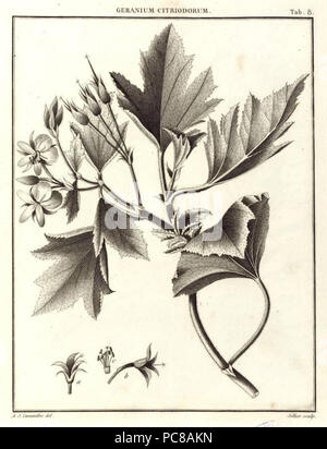475 Pelargonium × citriodorum Foto Stock