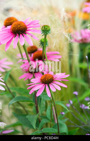 Echinacea purpurea 'Rubinstern' coneflower Foto Stock