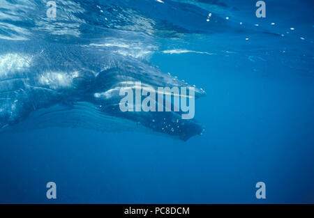 Una megattera di nuoto di vitello al di sotto della superficie con la bocca aperta. Foto Stock