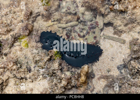 Greenfish cetriolo marittimo (Stichopus chloronotus); Yomitan, Okinawa, in Giappone Foto Stock