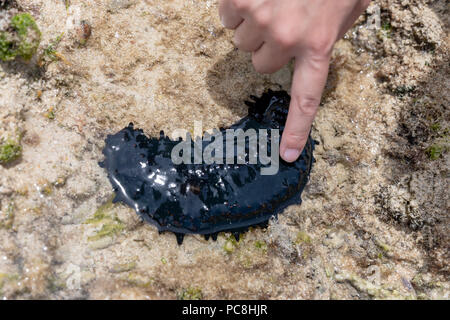 Dito toccando un greenfish cetriolo marittimo (Stichopus chloronotus); Yomitan, Okinawa, in Giappone Foto Stock