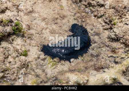 Greenfish cetriolo marittimo (Stichopus chloronotus); Yomitan, Okinawa, in Giappone Foto Stock