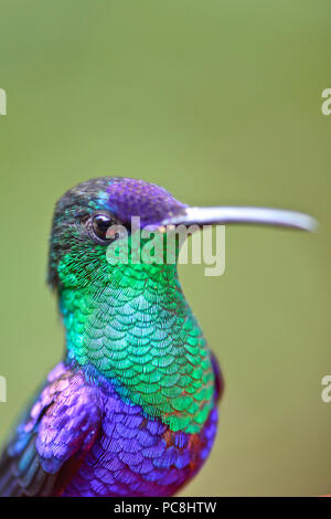 Dettaglio di un maschio coronato woodnymph hummingbird, Thalurania columbica. Foto Stock