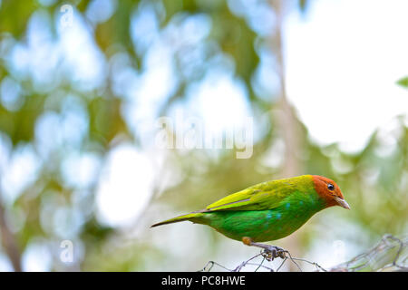 Bay-guidato Tanager appollaiato su un ramo, Tangara gyrola. Foto Stock