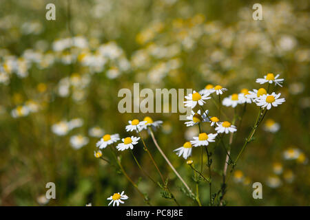 Margherite sul bordo di un campo di erba Foto Stock