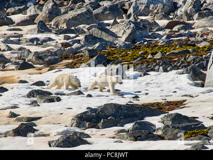 Due polar bear cubs (Ursus maritimus), isole Svalbard o Spitsbergen, Europa Foto Stock
