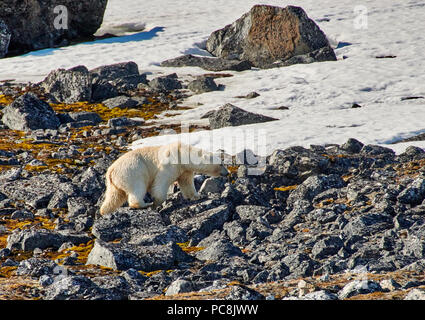 Orso polare (Ursus maritimus) macerazione sulle pietre, Svalbard o Spitsbergen, Europa Foto Stock