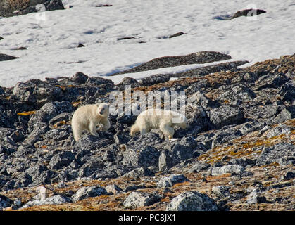 Due polar bear cubs (Ursus maritimus) macerazione sulle pietre, Svalbard o Spitsbergen, Europa Foto Stock