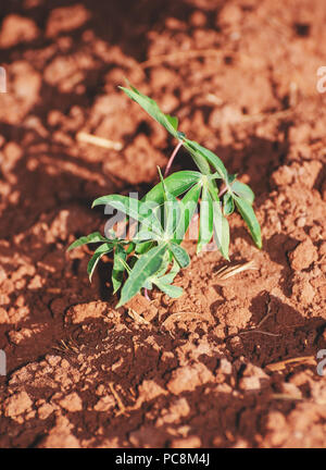 Piccola di coltivazione di piante di manioca. Agricoltura brasiliano. Foto Stock