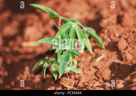 Piccola di coltivazione di piante di manioca. Agricoltura brasiliano. Foto Stock