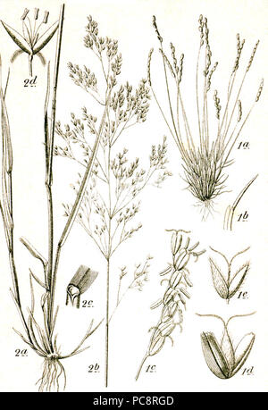 Agrostis Mibora sp Sturm14. Foto Stock