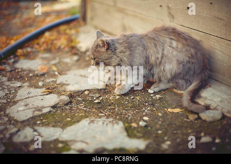 Il vecchio gatto crogiolarsi al sole autunnale in una casa di campagna Foto Stock