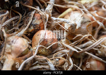 Onion (Allium) raccolto, raccolte ed essiccamento Foto Stock