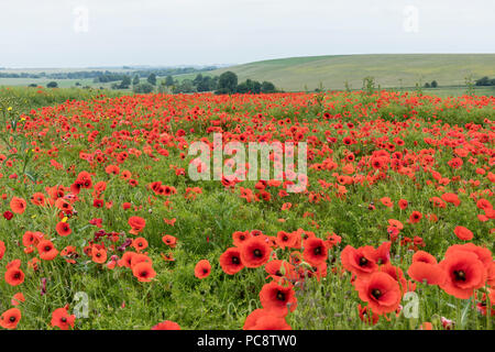 Campo di papaveri a West Kennett Long Barrow, West Kennett, Marlborough, Wiltshire, Inghilterra, Regno Unito Foto Stock