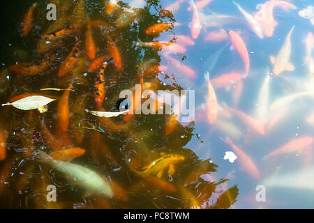 Carpa in lago (Hồ Thái Dịch) nella parte anteriore del Thái Hòa Palace, Città Imperiale, Tonalità Viet Nam Foto Stock